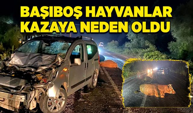 Başıboş hayvanlar kazaya neden oldu!