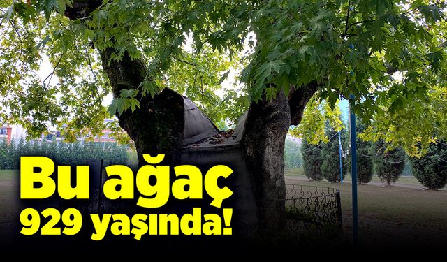 929 yıllık dev çınar ağacı!