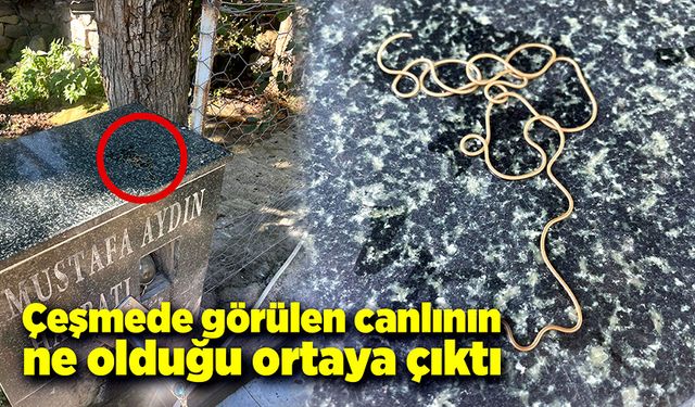 Köy çeşmesinde görülen canlının ne olduğu belirlendi