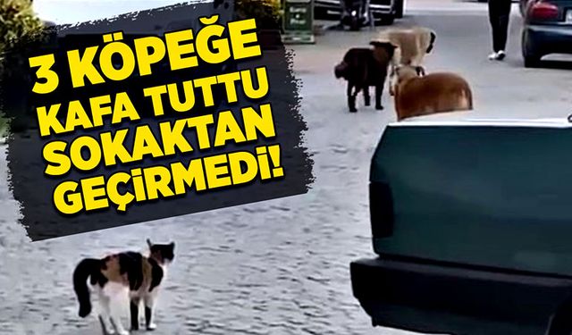 Cesur kedi 3 köpeğe kafa tuttu. Sokaktan geçirmedi!