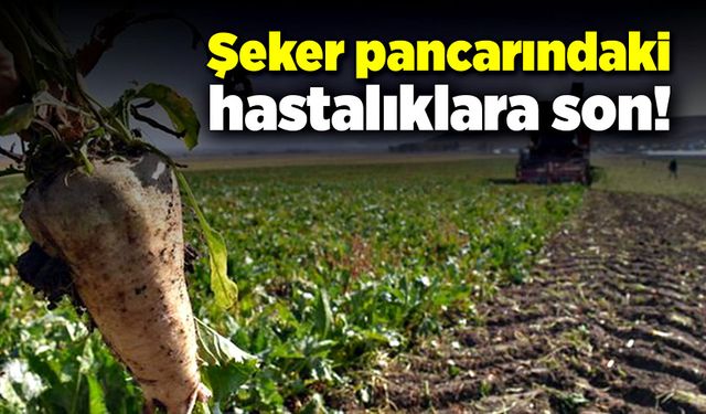 Şeker pancarındaki hastalıklar son bulacak!