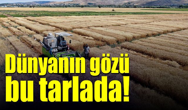 Dünyanın gözü bu tarlada!