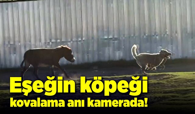 Eşeğin köpeği kovalaması kameralarda!