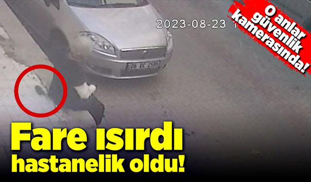 Kaldırımda otururken fare ısırdı! Hastanelik oldu!