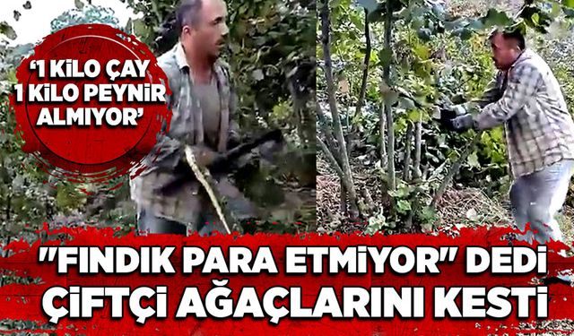 "Fındık para etmiyor" diyen çiftçi ağaçlarını kesti