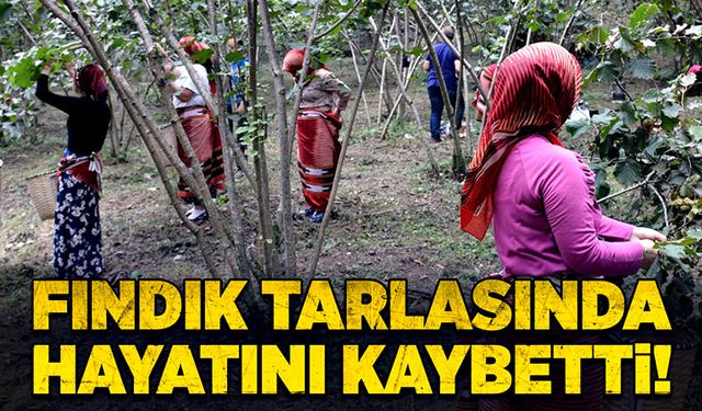 Fındık tarlasında hayatını kaybetti!