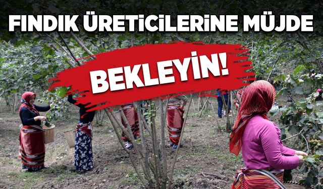 Fındık üreticilerine müjde! Bekleyin...