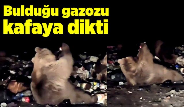 Ayı çöplükte bulduğu gazozu kafaya dikti