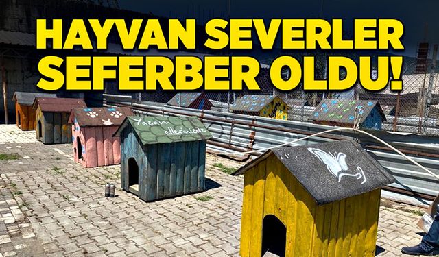 Hayvan severler seferber oldu!