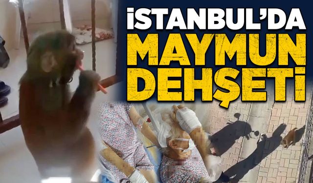 İstanbul’da maymun dehşeti