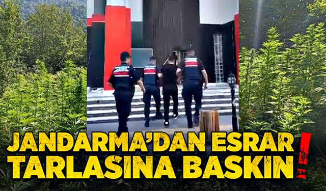 Jandarma’dan esrar tarlasına baskın!