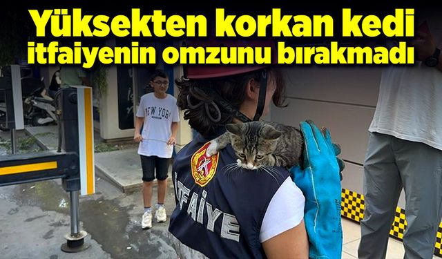 Yavru kedi itfaiye ekipleri tarafından mahsur kaldığı ağaçtan kurtarıldı