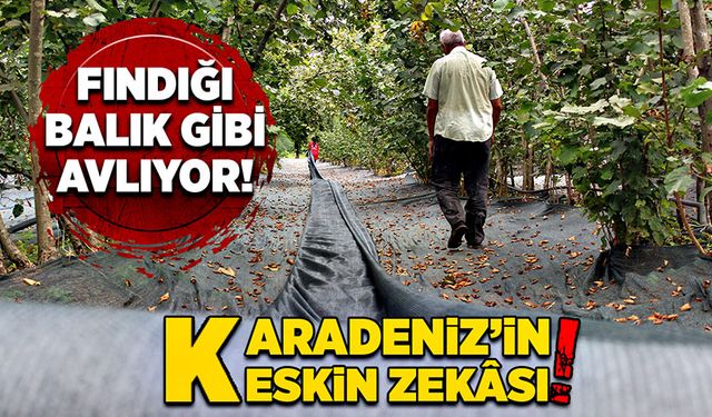 Fındığı balık gibi avlıyor! Karadeniz’in keskin zekâsı!