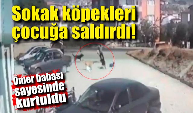 Sokak köpekleri çocuğa saldırdı; Babası sayesinde kurtuldu