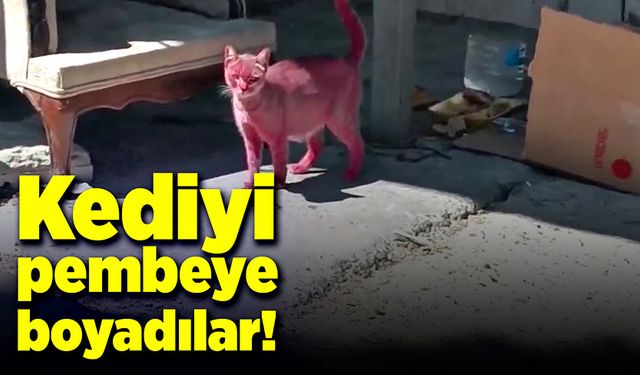 Vicdansızlar kediyi sprey boyayla pembeye boyadılar!