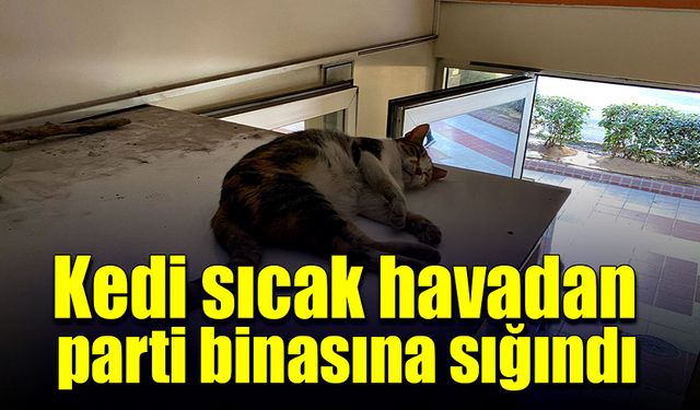 Kedi sıcak havadan, parti binasına sığındı