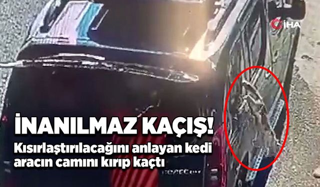 İnanılmaz kaçış! Kısırlaştırılacağını anlayan kedi aracın camını kırıp kaçtı