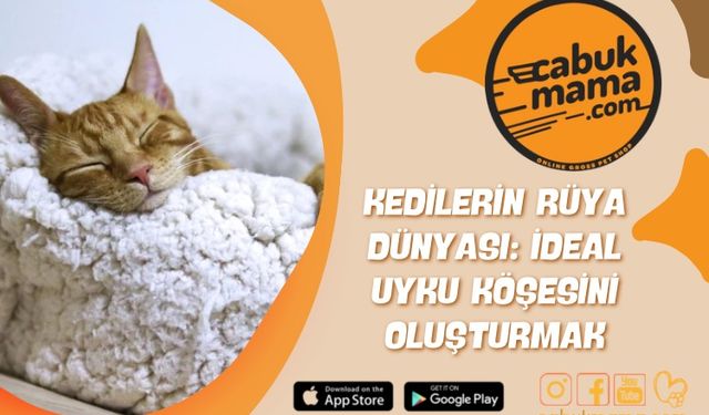 Kedilerin Rüya Dünyası: İdeal Uyku Köşesini Oluşturmak