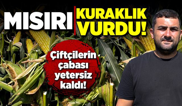 Mısırı kuraklık vurdu, çiftçilerin çabası yetersiz kaldı