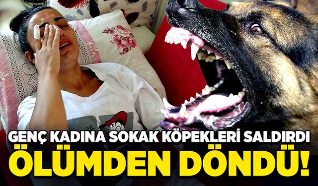 Sokak köpekleri saldıran genç kadın, ölümden döndü!