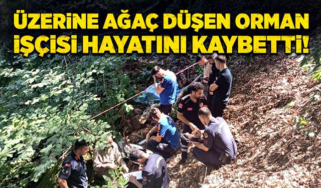 Üzerine ağaç düşen orman işçisi hayatını kaybetti!