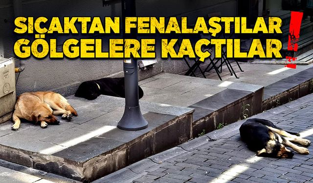 Sıcaktan fenalaştılar gölgelere kaçtılar!