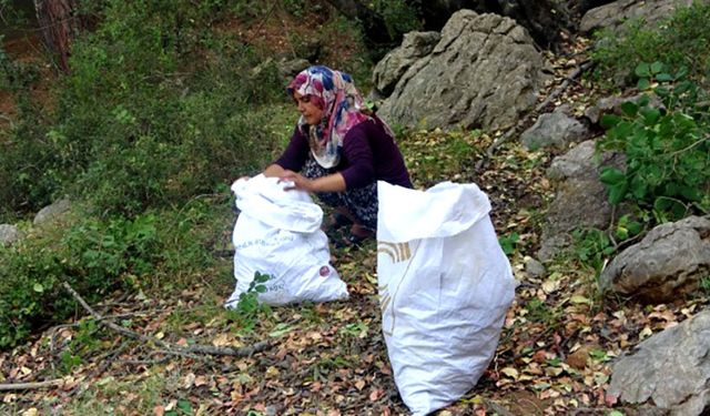 Hasat Başladı: Tarlada kilosu 60 lira