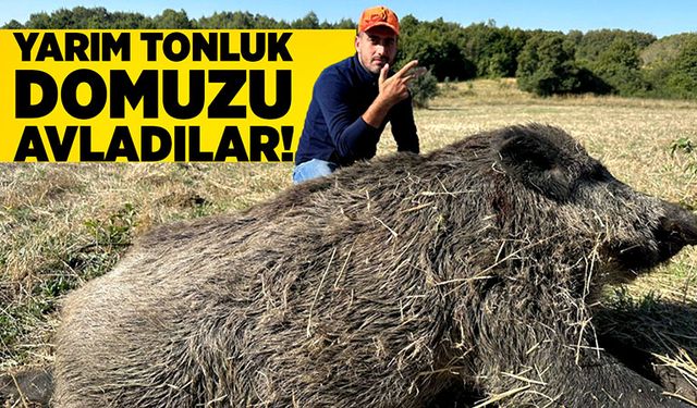 Yarım tonluk domuzu avladılar!