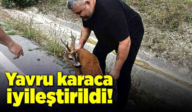 Yavru karaca iyileştirildi