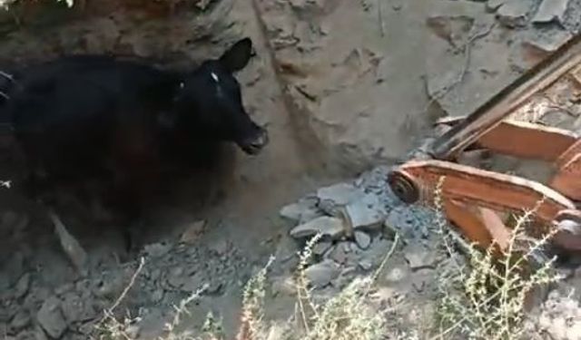 5 metrelik kuyuya düşen inek, kepçeyle kurtarıldı