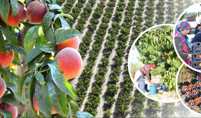 Pamukkale’de şeftali hasadı başladı