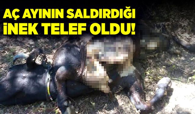 Aç ayının saldırdığı inek telef oldu