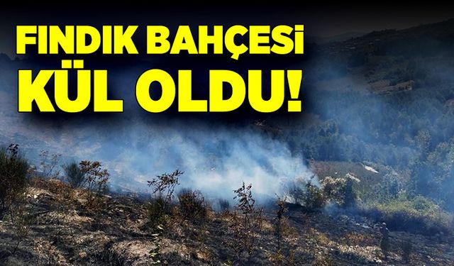 Zonguldak'ta fındık bahçesi kül oldu!