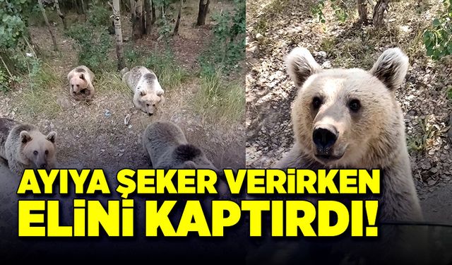 Ayıya şeker verirken, elini kaptırdı