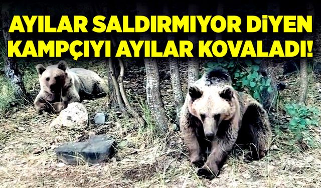 Ayılar saldırmıyor diyen kampçıyı, ayılar kovaladı!