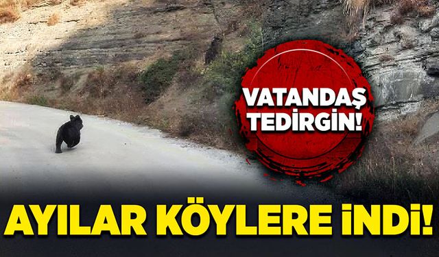 Ayılar köylere indi! Vatandaş tedirgin!