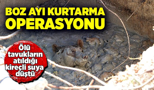 Bozayı ölü tavukların atıldığı kireçli suya düştü!