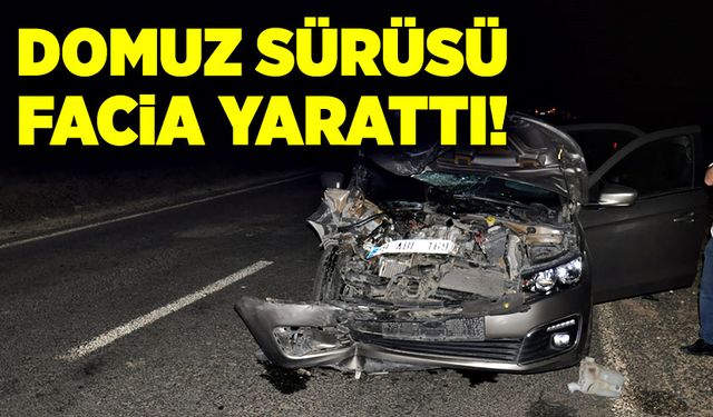 Domuz sürüsü faciaya neden oldu! 1’i ağır 2 yaralı!