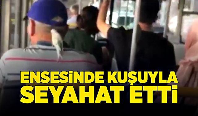 Minik kuş sahibinin ensesinde yolculuk yaptı