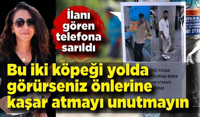 Esrarengiz ilan: Bu iki köpeği görürseniz önlerine kaşar atın