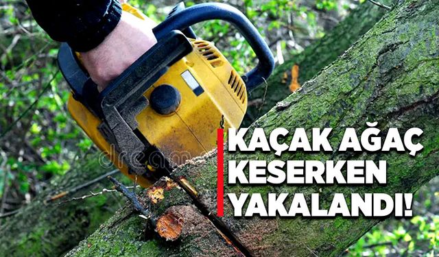 Kaçak ağaç keserken ormancılara yakalandı!