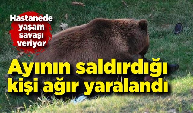 Kastamonu'da ayı saldırısına uğrayan kişi ağır yaralandı