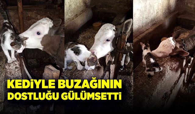 Kediyle buzağının dostluğu görenleri gülümsetiyor