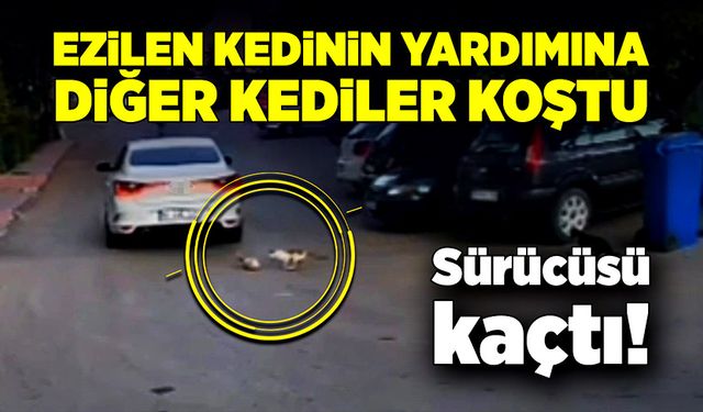 Yürekleri sızlatan olay! Ezilen kedinin yardımına diğer kediler koştu