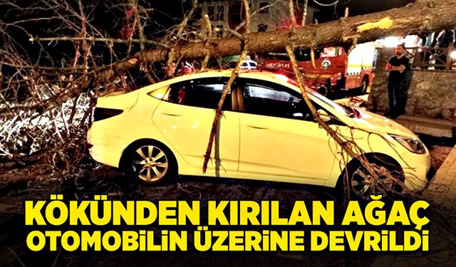 Kökünden kırılan ağaç otomobilin üzerine devrildi