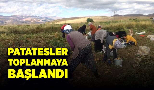 Patatesler toplanmaya başlandı