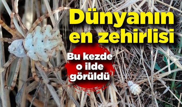 Dünyanın en zehirli örümceği yeniden ortaya çıktı