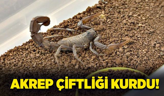 Akrep çiftliği kurdu!