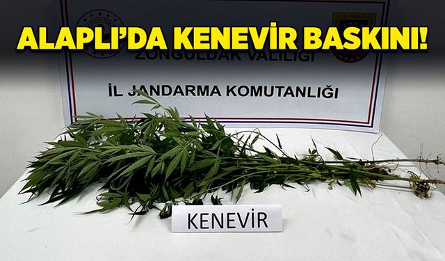 Alaplı’da kenevir baskını!