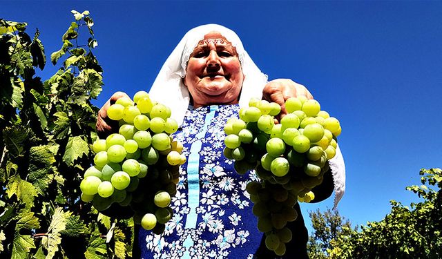 Coğrafi işaretli Çavuş Üzümü’nde hasat dönemi başladı